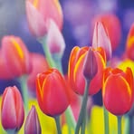 Florance Perrin Bertozzo - Facebook