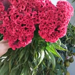 Flora Persona - Facebook