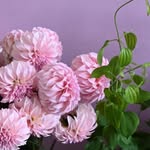 flora peterson22 - @petersonflora222 - Instagram