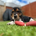 Flora Phelps 🌼💕 (aka Bromwylva Little Miss Whoops) - @flora.the.basset - Instagram