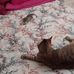 Ciccio Lola Flora Ugo Pina Diana Mia Lucky - Facebook