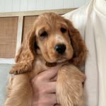 Piper & Flora 🤍 - @piperandflora.the.cockers - Instagram