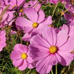 Flora Post - @nancy.ferrier - Instagram