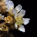 The Flora Post - @the_flora_post - Instagram
