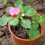@florapower19 - Instagram