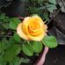 Flora Astri Ray - Facebook