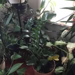Flora Reeves - @flora.reeves1 - Instagram