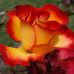 Flora Reeves - Facebook