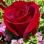 Flora Perez Revilla - Facebook