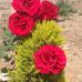 Flora Reyes - Facebook