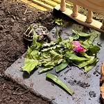 Flora clover- rice🌺💗🐢🍀 - @flora.belle2021 - Instagram