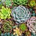 Flora Garden Rios - Facebook