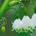Flora Rocha - Facebook
