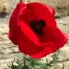 Flora Rocher - @flora.rocher - TikTok