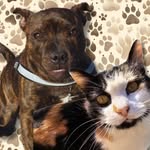 FLORA&ROCKY - @flora_rocky_pets - Instagram