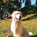 Jessie_golden_retriever - @flora_rocknroll_club - Instagram