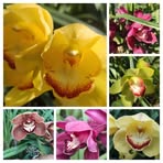 Flora Rosas - Facebook