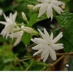 Flora - @florarose0077 - Instagram