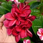 Rose - @florarose07 - Instagram
