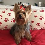 Flora Santos - @florasantosyorkshire - Instagram