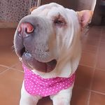Flora - @florasharpei - Instagram