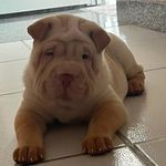 flora - @florasharpei_ - Instagram