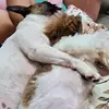 Sherry e Flora🐕🐕 - @sherry.e.flora - TikTok