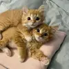 FLORA !! - @florashift - TikTok