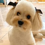 Flora - @flora.shipoo - Instagram