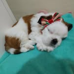 Flora Mancini de Almeida - @flora_shihtzu - Instagram