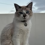 Flora❤️ & Diva🖤 2 bençãos - @flora_silvaamelo - Instagram