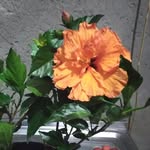 Flora Silva - @oipassando - Instagram
