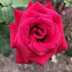 플로라 - @_flora_singer - Instagram