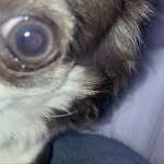 Flora - @florathesmallbean - Instagram