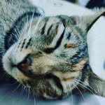 Flora and Snow - @flora_snow_cuties_cat - Instagram