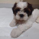 Flora Sousa - @flora_sousa_shihtzu - Instagram