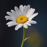 Flora Stark - @flora_stark5 - Instagram