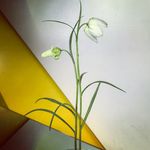 FloraStarkey - @florastarkey - Instagram