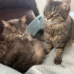 𝐒𝐭𝐞𝐫𝐥𝐢𝐧𝐠 & 𝐅𝐥𝐨𝐫𝐚😻🩶🫶🏽 - @sterlingandflora - Instagram