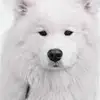 floralezsterling - @floralezsterling - TikTok