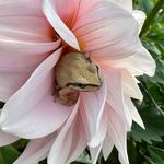 Mockingbird Flora || Cynthia Sterling - @mockingbirdflora - Instagram