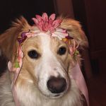 Flora The Dog - @_flora_woods_ - Instagram