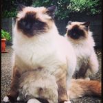 Flora Woods - @alfie_harry_birmans - Instagram