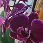 Flora Wright - @florawright9889 - Instagram