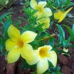 Flora Wright - Facebook