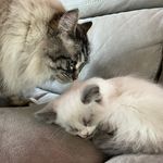 Bailey & Florence Allison-Swift - @bailey.florence.allisonswift - Instagram