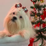 Florence Nightingale - FLOR - @florenceashihtzu - Instagram