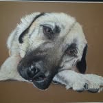 Florence Bailey - @pet_portraits_by_florence - Instagram