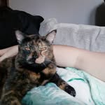 Florence "Bean" - @florencethesassycat - Instagram