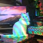 Florence "Bean" Finke - @philly_flo_kitty - Instagram